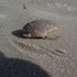 Assateague Island, Maryland.  Don't believe the hype.