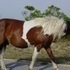Assateague Island, Maryland.  Don't believe the hype.