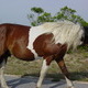 Assateague Island, Maryland. Don't believe the hype.