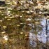 French Creek State Park and Hopewell Furnace, PA