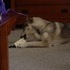 Cailin's fourth day of breath.