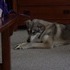 Cailin's fourth day of breath.