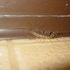 A spidery creature.