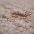A spidery creature.
