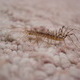 A spidery creature.