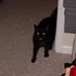 My cat CJ.
