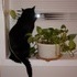 My cat CJ.