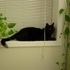 My cat CJ.