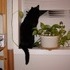 My cat CJ.