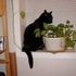 My cat CJ.