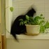 My cat CJ.