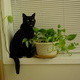 My cat CJ.