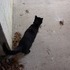 Of snow, and meow mix.