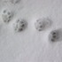 Of snow, and meow mix.