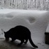 Of snow, and meow mix.