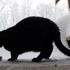 Of snow, and meow mix.