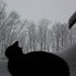 Of snow, and meow mix.
