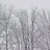 Of snow, and meow mix.