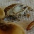 Insect in a Pistachio.