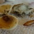 Insect in a Pistachio.
