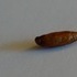 Insect in a Pistachio.