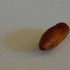 Insect in a Pistachio.