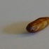 Insect in a Pistachio.
