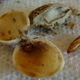 Insect in a Pistachio.