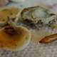 Insect in a Pistachio.