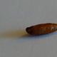 Insect in a Pistachio.
