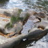 McConnells Mill State Park
