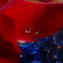 Rose Petals