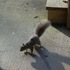 A Brave Squirrel