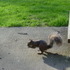 A Brave Squirrel