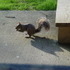 A Brave Squirrel