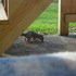 A Brave Squirrel