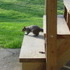 A Brave Squirrel