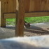 A Brave Squirrel
