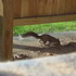 A Brave Squirrel
