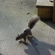 A Brave Squirrel