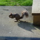 A Brave Squirrel