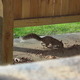 A Brave Squirrel