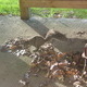 A Brave Squirrel