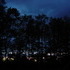 Treeline at Dusk