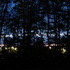 Treeline at Dusk