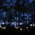 Treeline at Dusk
