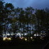 Treeline at Dusk