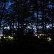 Treeline at Dusk