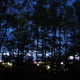 Treeline at Dusk