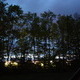 Treeline at Dusk